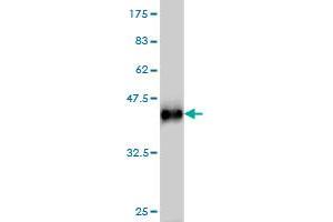 Western Blot detection against Immunogen (36.