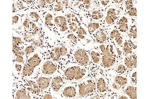 Immunohistochemistry analysis of paraffin-embedded human stomach using LEP Polyclonal Antibody at dilution of 1:100. (Leptin 抗体)