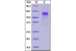 Biotinylated Human CD19 (20-291), His,Avitag on  under reducing (R) condition.