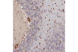 Immunohistochemical staining (Formalin-fixed paraffin-embedded sections) of human cerebellum with PELI3 polyclonal antibody  shows strong cytoplasmic positivity in Purkinje cells while additional nuclear membranous staining in cells in molecular layer. (Pellino 3 抗体)