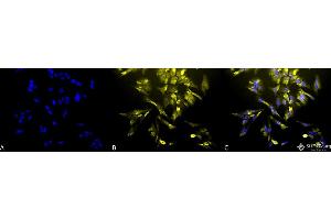 Immunocytochemistry/Immunofluorescence analysis using Mouse Anti-HO-1 Monoclonal Antibody, Clone 1F12-A6 . (HMOX1 抗体  (AA 1-30) (FITC))