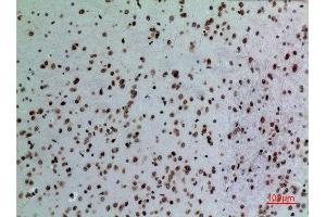 Immunohistochemistry (IHC) analysis of paraffin-embedded Mouse Brain, antibody was diluted at 1:100. (Lamin B1 抗体  (Internal Region))