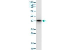 Immunoprecipitation of LZTFL1 transfected lysate using anti-LZTFL1 MaxPab rabbit polyclonal antibody and Protein A Magnetic Bead , and immunoblotted with LZTFL1 MaxPab mouse polyclonal antibody (B01) . (LZTFL1 抗体  (AA 1-299))