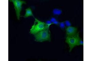 Immunofluorescence (IF) image for anti-Sorbitol Dehydrogenase (SORD) antibody (ABIN1501073) (SORD 抗体)