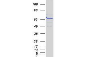 Western Blotting (WB) image for Syntaxin Binding Protein 3 (STXBP3) protein (Myc-DYKDDDDK Tag) (ABIN2732914)