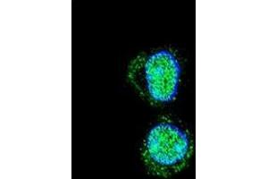 Confocal immunofluorescent analysis of HOXA10 / HOX1H Antibody (Center) Cat. (HOXA10 抗体  (Middle Region))