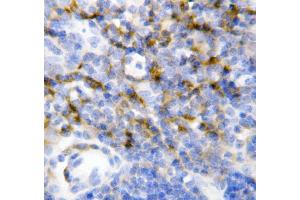 Anti-IL7 antibody, IHC(P) IHC(P): Mouse Spleen Tissue (IL-7 抗体  (N-Term))