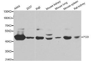 Western blot analysis of extracts of various cell lines, using PGD antibody. (PGD 抗体  (AA 184-483))