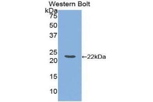 Western Blotting (WB) image for anti-Ferritin, Light Polypeptide (FTL) (AA 1-175) antibody (ABIN1078028) (FTL 抗体  (AA 1-175))