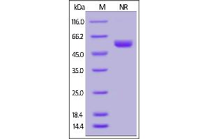 SDS-PAGE (SDS) image for Tumor Necrosis Factor (Ligand) Superfamily, Member 14 (TNFSF14) (AA 74-240) (Active) protein (His tag) (ABIN6952255)