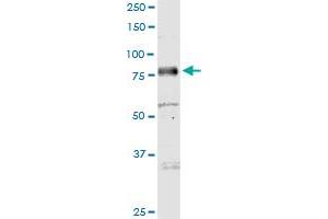 MICALL1 MaxPab polyclonal antibody. (MICAL-Like 1 抗体  (AA 1-863))