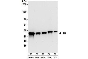 Western Blotting (WB) image for anti-TS (C-Term) antibody (ABIN7795593) (TS (C-Term) 抗体)