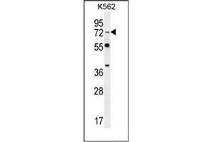 Western blot analysis of Dishevelled-3 / DVL3 Antibody (C-term) in K562 cell line lysates (35ug/lane). (DVL3 抗体  (C-Term))