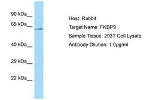 Image no. 1 for anti-FK506 Binding Protein 9, 63 KDa (FKBP9) (C-Term) antibody (ABIN6750098) (FKBP9 抗体  (C-Term))