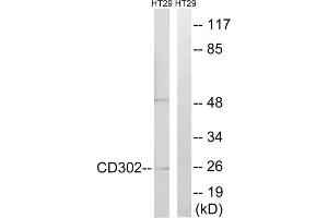 Western blot analysis of extracts from HT-29 cells, using CD302 antibody. (DCL1 抗体  (Internal Region))