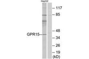 Western Blotting (WB) image for anti-G Protein-Coupled Receptor 15 (GPR15) (AA 201-250) antibody (ABIN2890867) (GPR15 抗体  (AA 201-250))