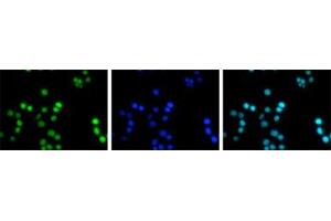 Immunofluorescent staining of Hela cell line with antibody followed by an anti-rabbit antibody conjugated to Alexa488 (left). (HIST1H3A 抗体  (acLys4))