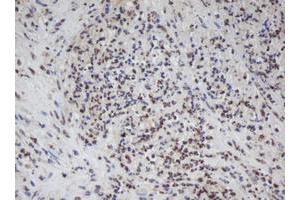 Image no. 5 for anti-Apurinic/Apyrimidinic Endonuclease 1 (APEX1) (AA 1-242) antibody (ABIN1490625) (APEX1 抗体  (AA 1-242))