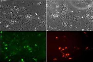 Image no. 3 for anti-Neuronal Differentiation 1 (NEUROD1) (AA 15-45) antibody (ABIN2451575) (NEUROD1 抗体  (AA 15-45))