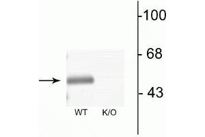 Western blot of mouse brain lysates from wild type (WT) and α3-knockout (K/O) animals showing specific immunolabeling of the ~51 kDa α3-subunit of the GABAA-R. (GABRA3 抗体  (N-Term))