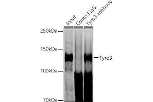Immunoprecipitation analysis of 600 μg extracts of Mouse brain cells using 3 μg Tyro3 antibody (ABIN1678641, ABIN7101341, ABIN7101342 and ABIN7101343). (TYRO3 抗体)
