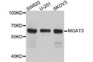 Western blot analysis of extract of various cells, using MGAT3 antibody. (MGAT3 抗体)