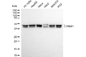 Western blotting analysis using CREB1 antibody (ABIN7797858).