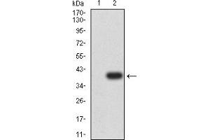Western blot analysis using TIM3 mAb against HEK293 (1) and TIM3 (AA: 224-301)-hIgGFc transfected HEK293 (2) cell lysate.