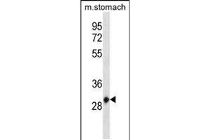 Western blot analysis in mouse stomach tissue lysates (35ug/lane). (HOXC12 抗体  (AA 70-98))