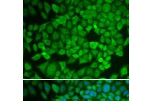 Immunofluorescence analysis of U2OS cells using NR0B1 Polyclonal Antibody (NR0B1 抗体)