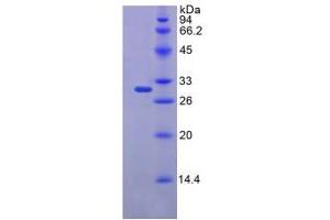 SDS-PAGE analysis of Mouse FKBP10 Protein. (FKBP10 蛋白)