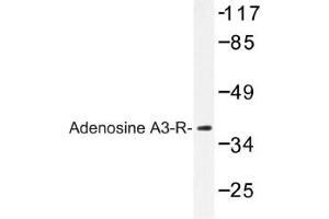 Image no. 1 for anti-Adenosine A3 Receptor (ADORA3) antibody (ABIN317625) (Adenosine A3 Receptor 抗体)