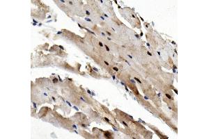 IHC analysis of Rad9/Rad9a using anti-Rad9/Rad9a antibody (ABIN7599342).