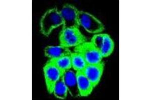 Confocal immunofluorescent analysis of GALNS Antibody (Center) Cat. (GALNS 抗体  (Middle Region))