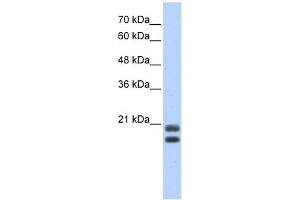 Serglycin antibody used at 1 ug/ml to detect target protein. (SRGN 抗体  (Middle Region))