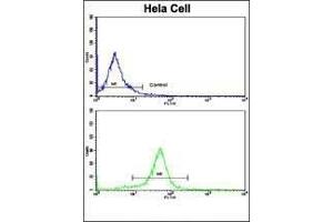 Flow cytometric analysis of hela cells using NFKBIA Antibody ( S32/36 )(bottom histogram) compared to a negative control cell (top histogram). (NFKBIA 抗体  (AA 12-41))