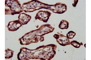 IHC image of ABIN7172586 diluted at 1:600 and staining in paraffin-embedded human placenta tissue performed on a Leica BondTM system. (NF-kB p65 抗体  (AA 1-210))