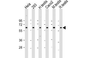 All lanes : Anti-SLC2A8 Antibody (Center) at 1:2000 dilution Lane 1: Hela whole cell lysate Lane 2: 293 whole cell lysate Lane 3: human testis lysate Lane 4: Caco2 whole cell lysate Lane 5: mouse testis lysate Lane 6: rat testis lysate Lysates/proteins at 20 μg per lane. (SLC2A8 抗体  (AA 260-292))