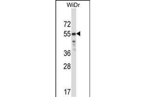 TFCP2L1 Antibody (Center) (ABIN657290 and ABIN2846376) western blot analysis in WiDr cell line lysates (35 μg/lane). (TFCP2L1 抗体  (AA 222-251))