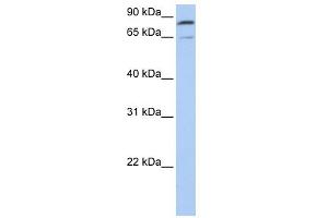 WB Suggested Anti-MFN2 Antibody Titration:  0.