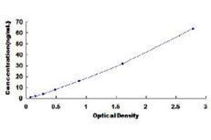 Complement Component C7 (C7) ELISA Kit