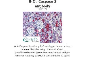 Image no. 1 for anti-Caspase 3 (CASP3) antibody (ABIN1732665) (Caspase 3 抗体)