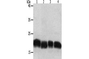 Western Blotting (WB) image for anti-Programmed Cell Death 6 (PDCD6) antibody (ABIN2428563) (PDCD6 抗体)