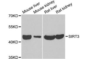 Western blot analysis of extracts of various cell lines, using SIRT3 antibody (ABIN5973348) at 1/1000 dilution. (SIRT3 抗体)