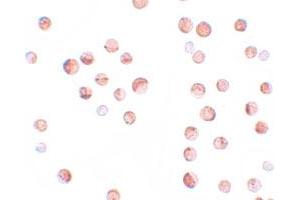 Immunocytochemical staining of HeLa cells with KPNA1 polyclonal antibody  at 2. (KPNA1 抗体  (N-Term))