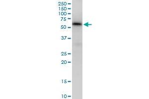 MAP3K7IP1 MaxPab polyclonal antibody. (TAB1 抗体  (AA 1-504))