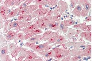 ABIN1590033 (5µg/ml) staining of paraffin embedded Human Heart. (PIM2 抗体  (AA 23-36))