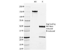 SDS-PAGE Analysis of Purified, BSA-Free MFGE8 Antibody (clone MFG-06).