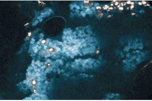 Immunohistochemical staining of Bcl-2 (clone 7) on Rabbit Lung (Bcl-2 抗体  (AA 49-179))