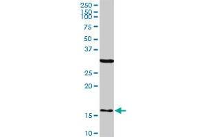 FIS1 monoclonal antibody (M01A), clone 1G9. (Fission 1 抗体  (AA 1-152))